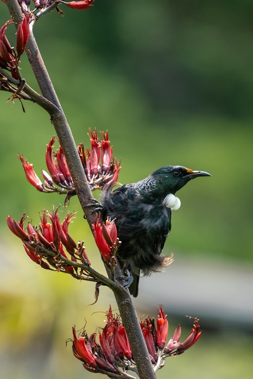Tui sitting in a flax bush